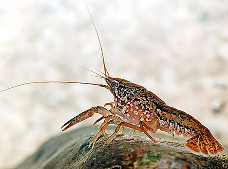 Crayfish invade local streams