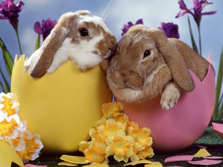 A Fluffy Tale: the history of the Easter Bunny 