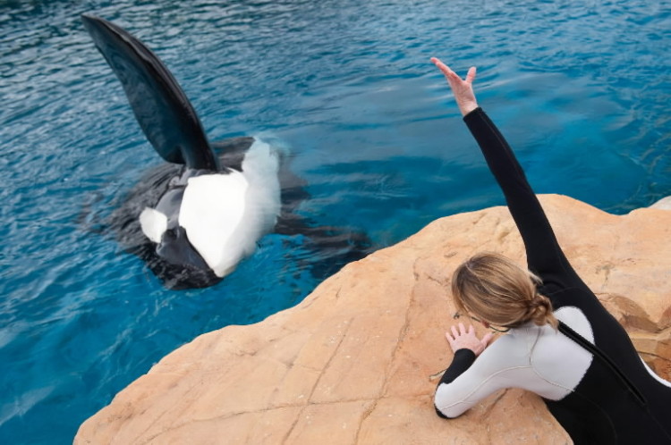 Sea World’s new renovations to orca enclosures do not compensate for the unnatural environment these whales inhabit