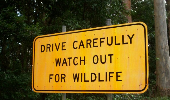 The National Wildlife Federation announces support for a proposed wildlife crossing