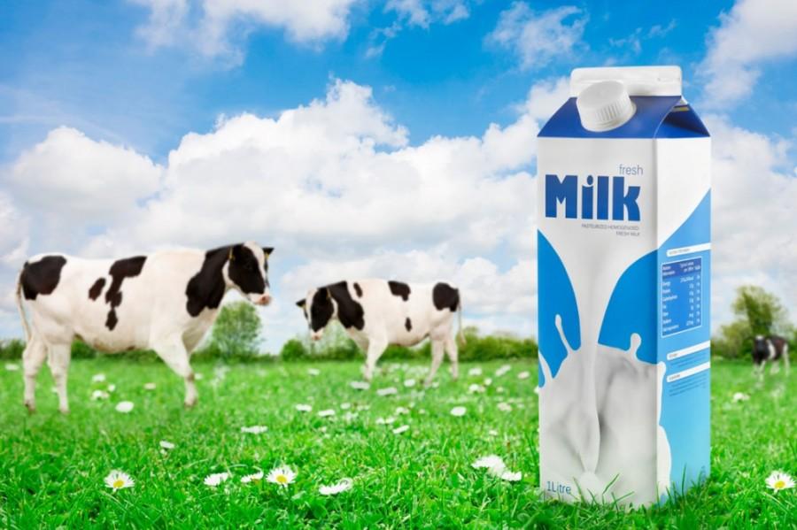 Does milk really “do a body good?”