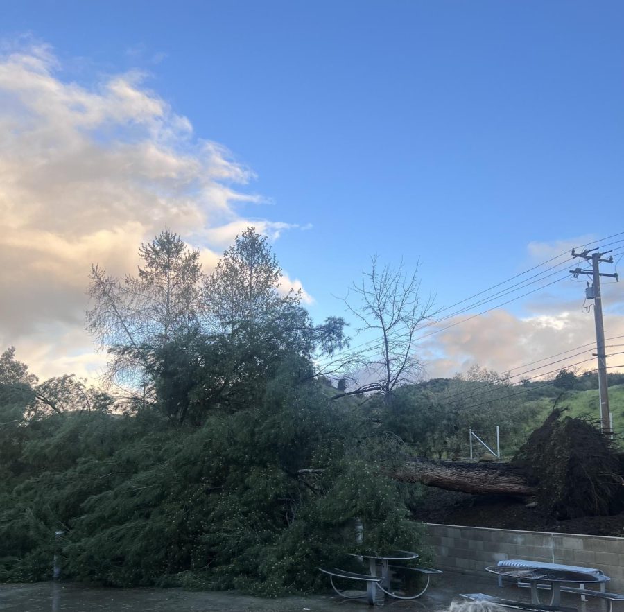 One injured as tree falls in PAEC lot