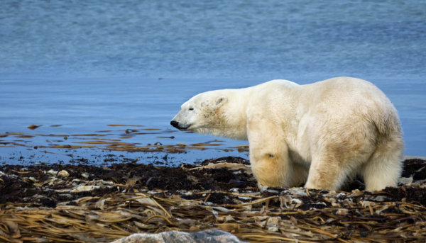 Why climate change should matter to every student